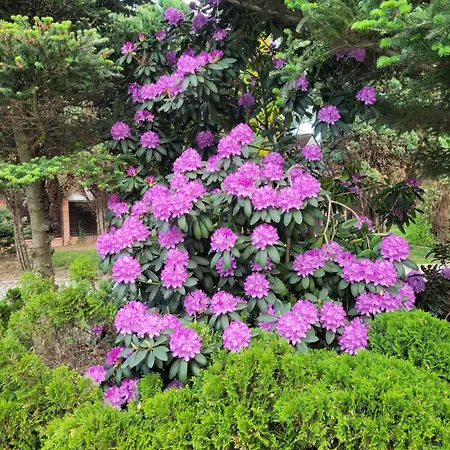 Gardenia Гостевой дом Еленя-Гура
