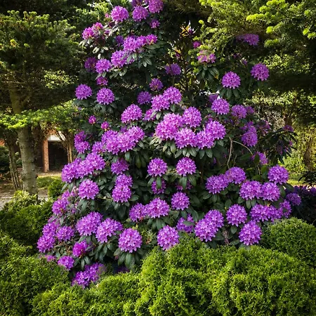 Gardenia Gæstehus